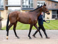 BP210325-57 - Squire Danagher